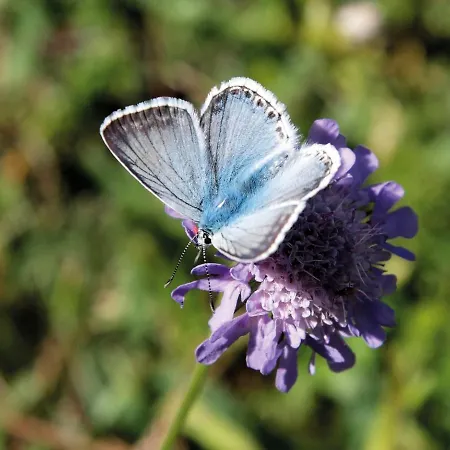Gnadenalm By Interhome Chalet Obertauern
