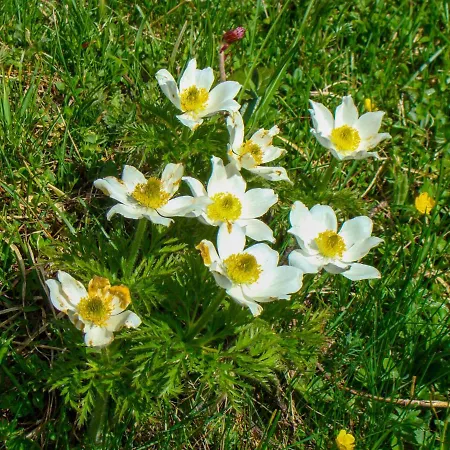 Gnadenalm By Interhome Obertauern
