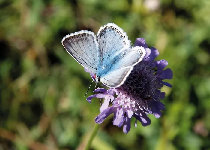 Gnadenalm By Interhome Chalet Obertauern