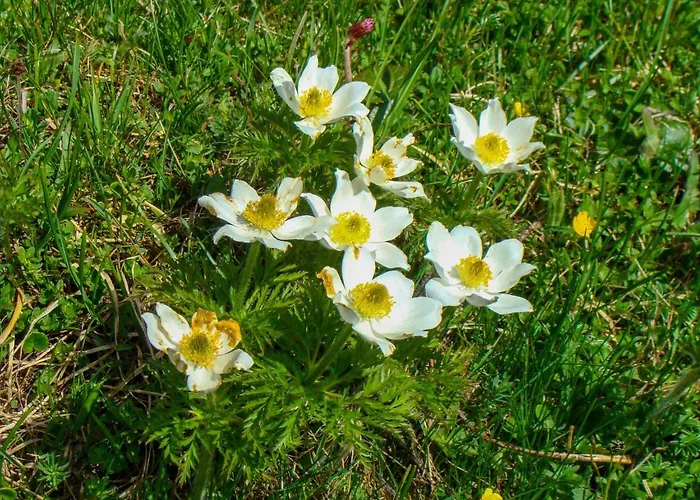Gnadenalm By Interhome Obertauern